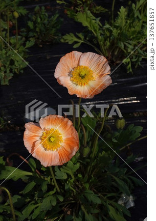 アイスランドポピーの花・2026年3月 137651857