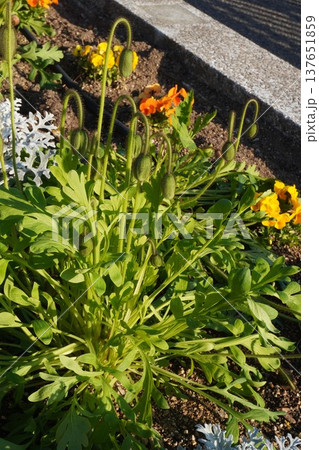 アイスランドポピーの花・2026年3月 137651859