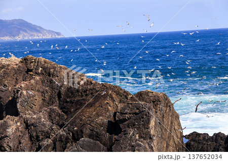 飛び回るウミネコ 137652034