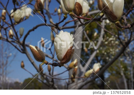 ハクモクレン・2026年3月 137652058