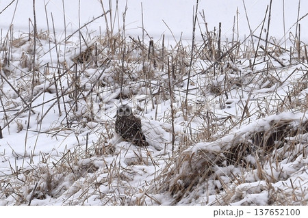 草地から此方を見つめるコミミズク 137652100