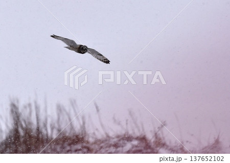 小雪舞う中を飛ぶコミミズク 137652102