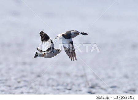 雪原を舞うユキホオジロ 137652103