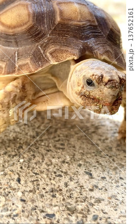 べランぽが楽しいケヅメリクガメ 137652161
