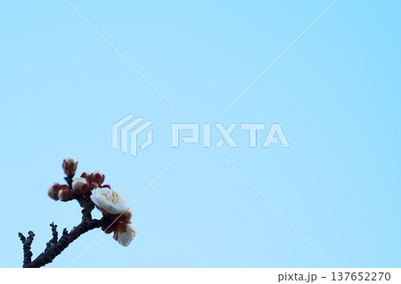 青空と梅の花 春の自然背景 137652270