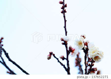 青空を背景に咲く白梅の花 春の訪れ 137652271