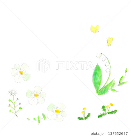 春の白い花の水彩イラスト 春の白い花の水彩イラスト 137652657