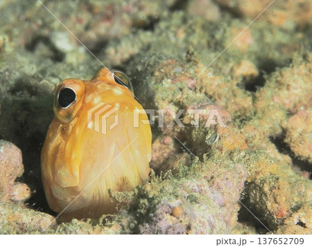 ジョーフィッシュ 137652709