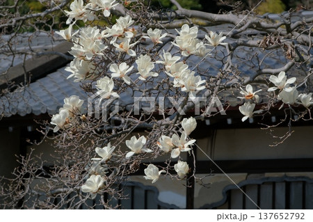 遊行寺のハクモクレン 137652792
