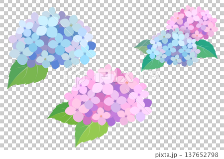 Watercolor-style hydrangea illustration set, vector material for the rainy season. 137652798