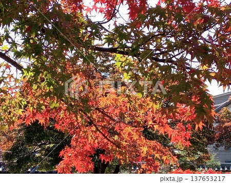 紅葉したモミジ 137653217