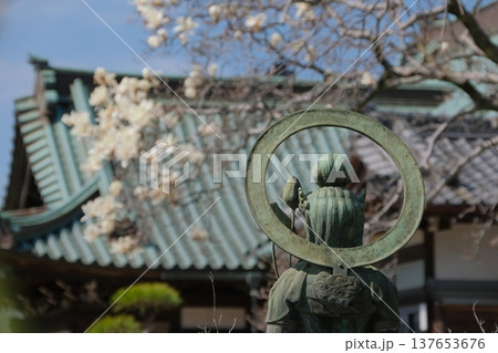 ハクモクレンが咲く遊行寺放生池に立つ観音像の後ろ姿 137653676