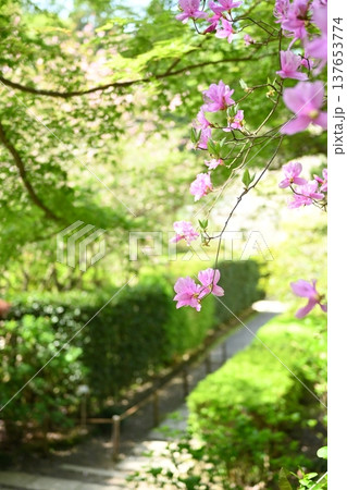 明月院に咲くツツジの花 137653774