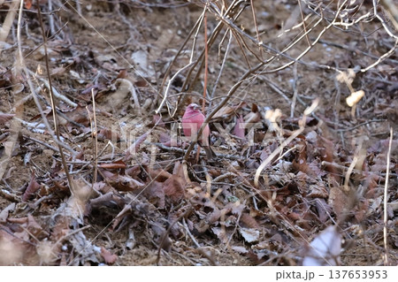 オオマシコ オオマシコ 137653953
