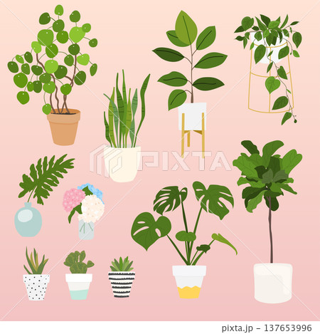 Set of decorative house plants. Flowerpot isolated objects, houseplant flower pot collection. Set of decorative house plants. Flowerpot isolated objects, houseplant flower pot collection. 137653996