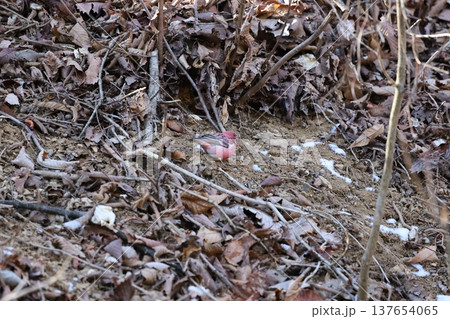 オオマシコ 137654065