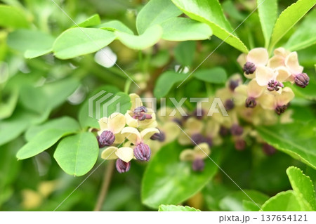 かわいいアケビの花 137654121