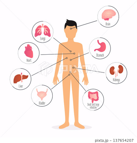Human body with internal organs. Human body health care infographics. Human body with internal organs. Human body health care infographics. 137654207