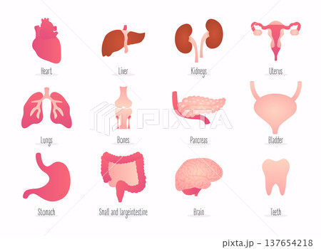Human internal organs. Flat design modern vector illustration concept. Human internal organs. Flat design modern vector illustration concept. 137654218