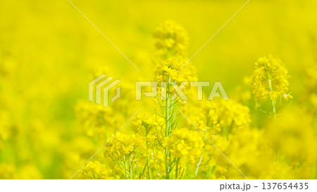 黄色が美しい　満開の菜の花畑 137654435