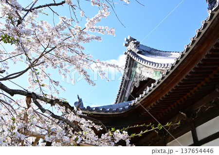 咲き誇る満開のしだれ桜と行福寺本堂 咲き誇る満開のしだれ桜と行福寺本堂 137654446