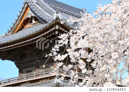 咲き誇る満開のしだれ桜と行福寺山門 咲き誇る満開のしだれ桜と行福寺山門 137654453