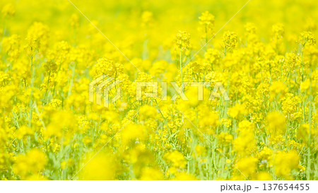 黄色が美しい　満開の菜の花畑 137654455