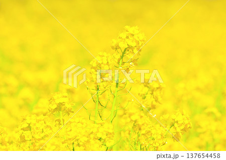 黄色が美しい 満開の菜の花畑 黄色が美しい 満開の菜の花畑 137654458