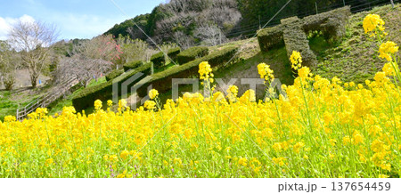黄色が美しい 満開の菜の花畑 黄色が美しい 満開の菜の花畑 137654459