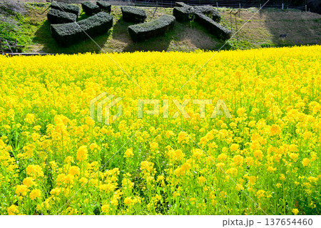 黄色が美しい　満開の菜の花畑 137654460
