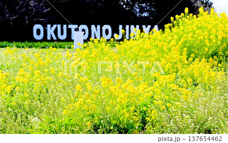 黄色が美しい　満開の菜の花畑 137654462