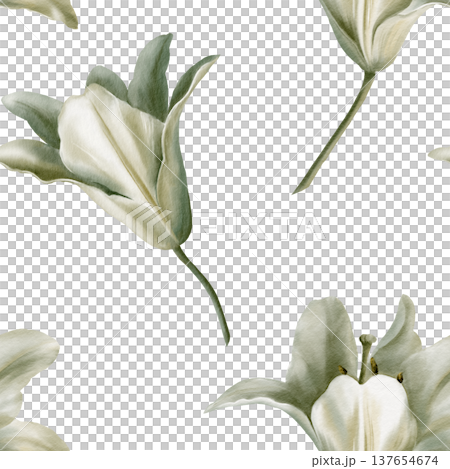 White lilies arranged in seamless pattern,symbolizing purity for first communion,weddings,funeral ceremonies.Watercolor washes,delicate details for religious events,memorials,sacred stationery White lilies arranged in seamless pattern,symbolizing purity for first communion,weddings,funeral ceremonies.Watercolor washes,delicate details for religious events,memorials,sacred stationery 137654674