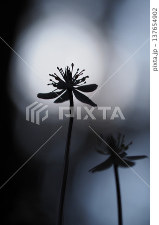 バイカオウレンの花のシルエット バイカオウレンの花のシルエット 137654902