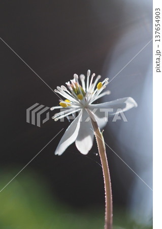 バイカオウレンの花のアップ バイカオウレンの花のアップ 137654903
