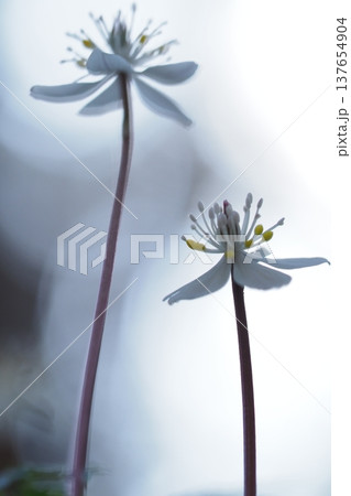 バイカオウレンの花のアップ バイカオウレンの花のアップ 137654904