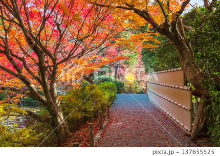 autumn maple tunnel along fallen leaf path  at Ryoanji temple, Kyoto 137655525