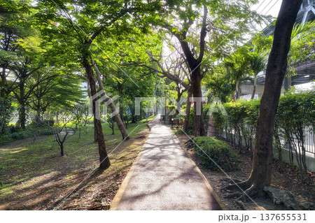 Jogging path surround by big tree at sunrise in park 137655531