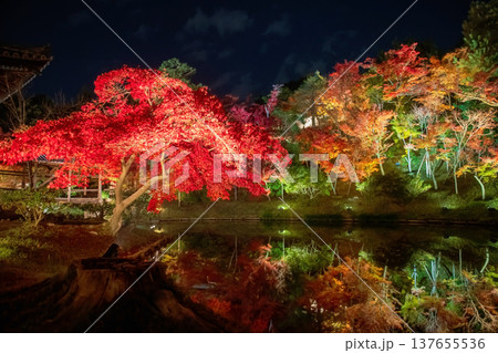 Colorful maple leaves illusion in Kodaiji garden in fall, Kyoto Colorful maple leaves illusion in Kodaiji garden in fall, Kyoto 137655536