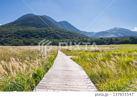 Footpath along marsh of Tadewara Wetlands, Kokonoe Footpath along marsh of Tadewara Wetlands, Kokonoe 137655547