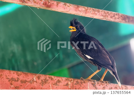 Great myna  Asian Glossy Starling black bird stand on roof 137655564