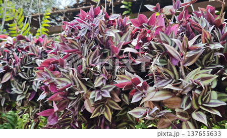 Colorful Silver inch plant or Tradescantia Zebrina plant. Leaves with have white, gray and purple colors 137655633