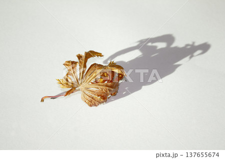 It is a brown maple leaf placed on a white background. It is a brown maple leaf placed on a white background. 137655674