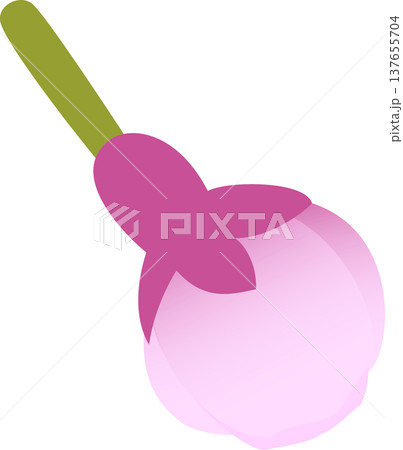 桜花一輪 つぼみ 桜花一輪 つぼみ 137655704