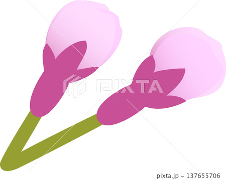 桜花二輪　つぼみ 137655706