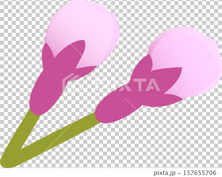 桜花二輪　つぼみ 137655706