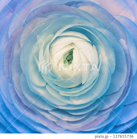 Rose flower. Floral background. Closeup. For design. Nature. Rose flower. Floral background. Closeup. For design. Nature. 137655736
