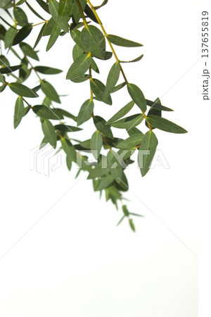 Eucalyptus Pablo on a white background 137655819