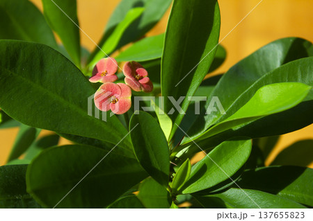 This is a close-up of a Euphorbia milii in bloom. 137655823