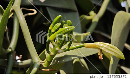 Vanilla orchid flowers in outdoor plantation 137655871