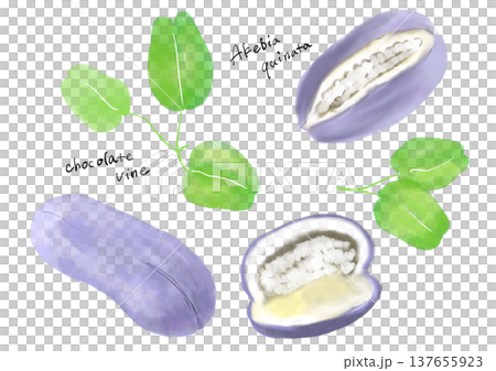 水果手繪插圖集 137655923